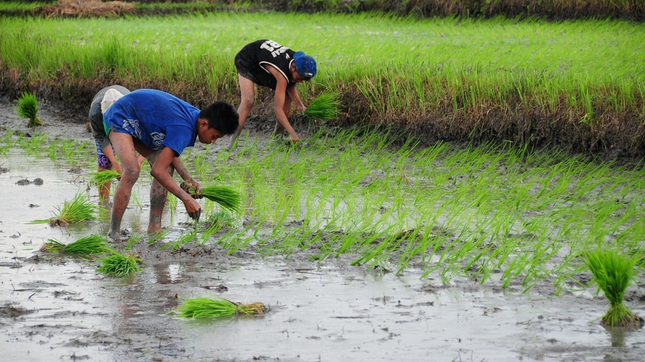 Paddy Sowing Area Increases 4 29pc To 39 42 Million Hectare In Kharif