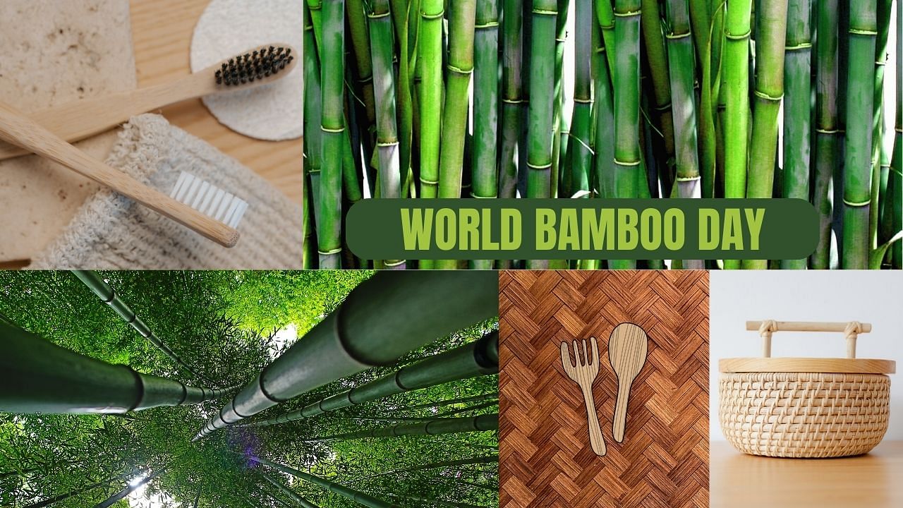 World Bamboo Day A Celebration Of Bamboo S Diverse Benefits