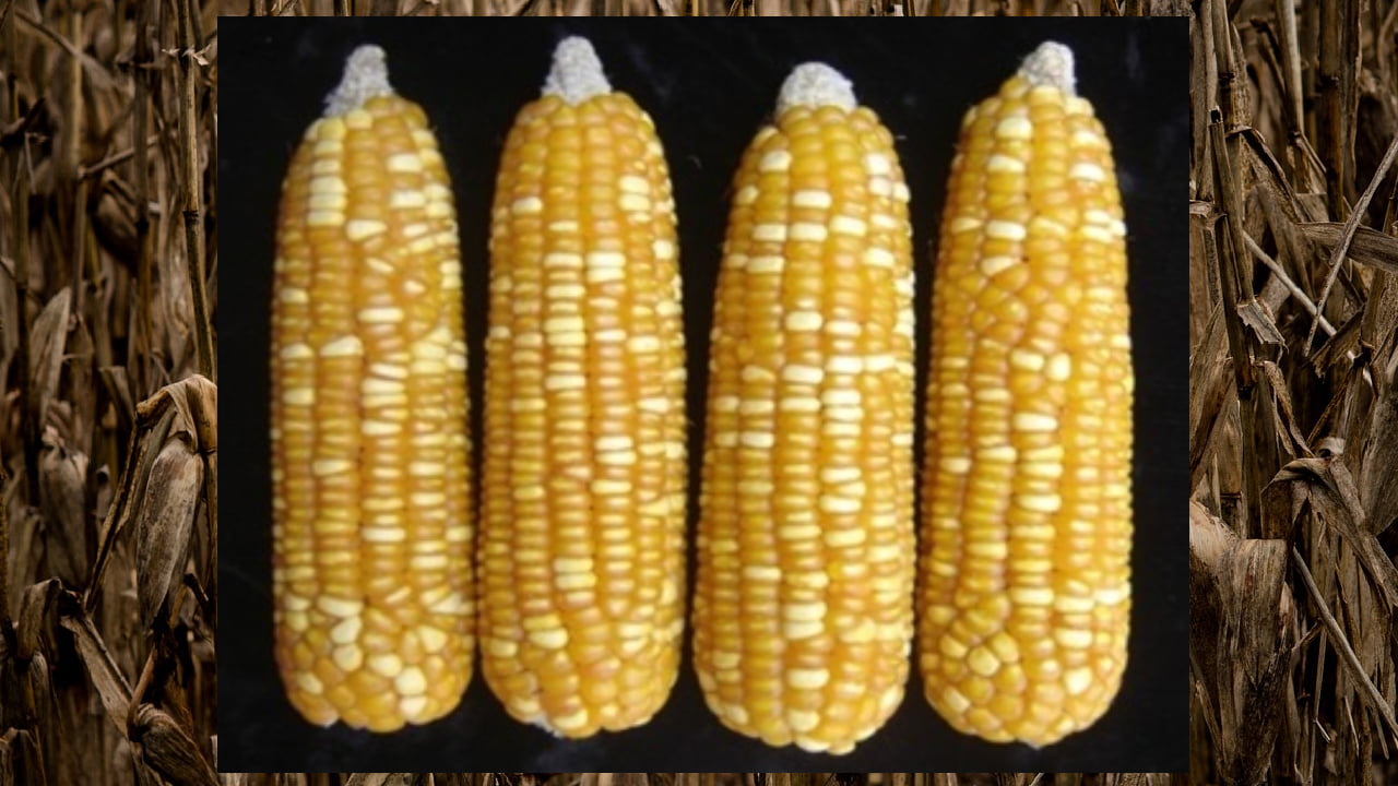 Maize Busa Maize Pusa HM4: A Promising Hybrid for Baby Corn Production