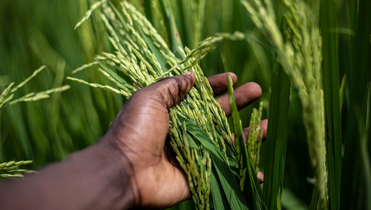 News About Rice Scientists New Approach Enhances Rice Resilience, Bringing Hope Amid ...