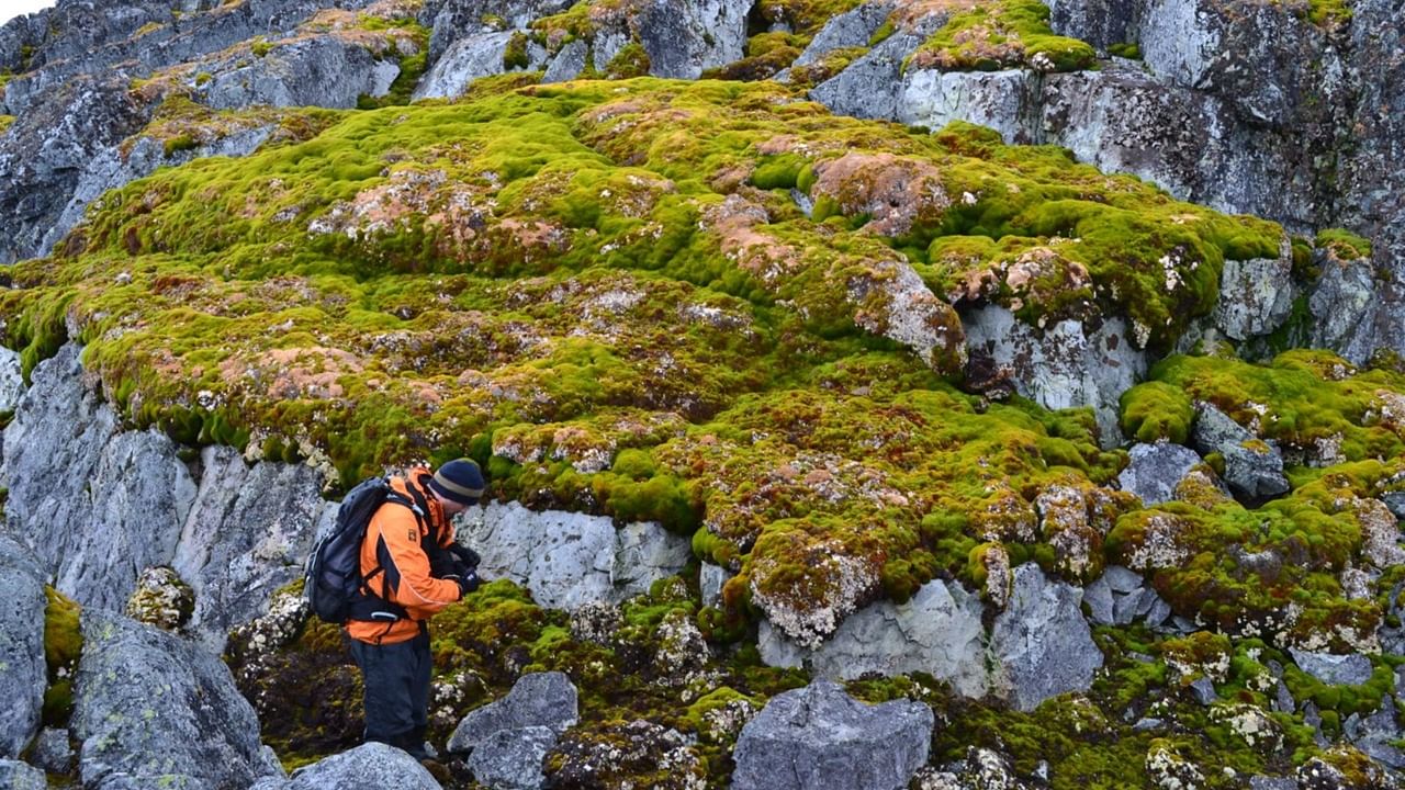 Antarctica Turning Green at an Alarming Rate, Study Reveals Rapid Plant