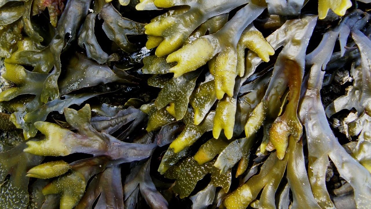 Govt Issues Guidelines for Seaweed Imports to Boost Coastal Economies