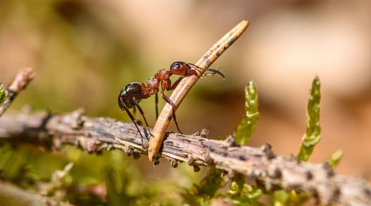 Ancient Farmers Ants Began Cultivating Fungi 66 Million Years Ago