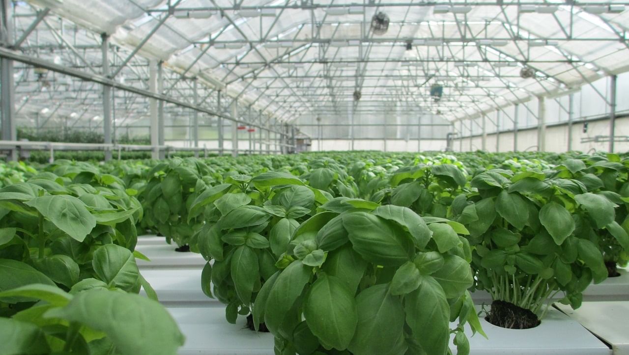 Controlled Environment Agriculture (CEA) Revolutionizing Urban Food