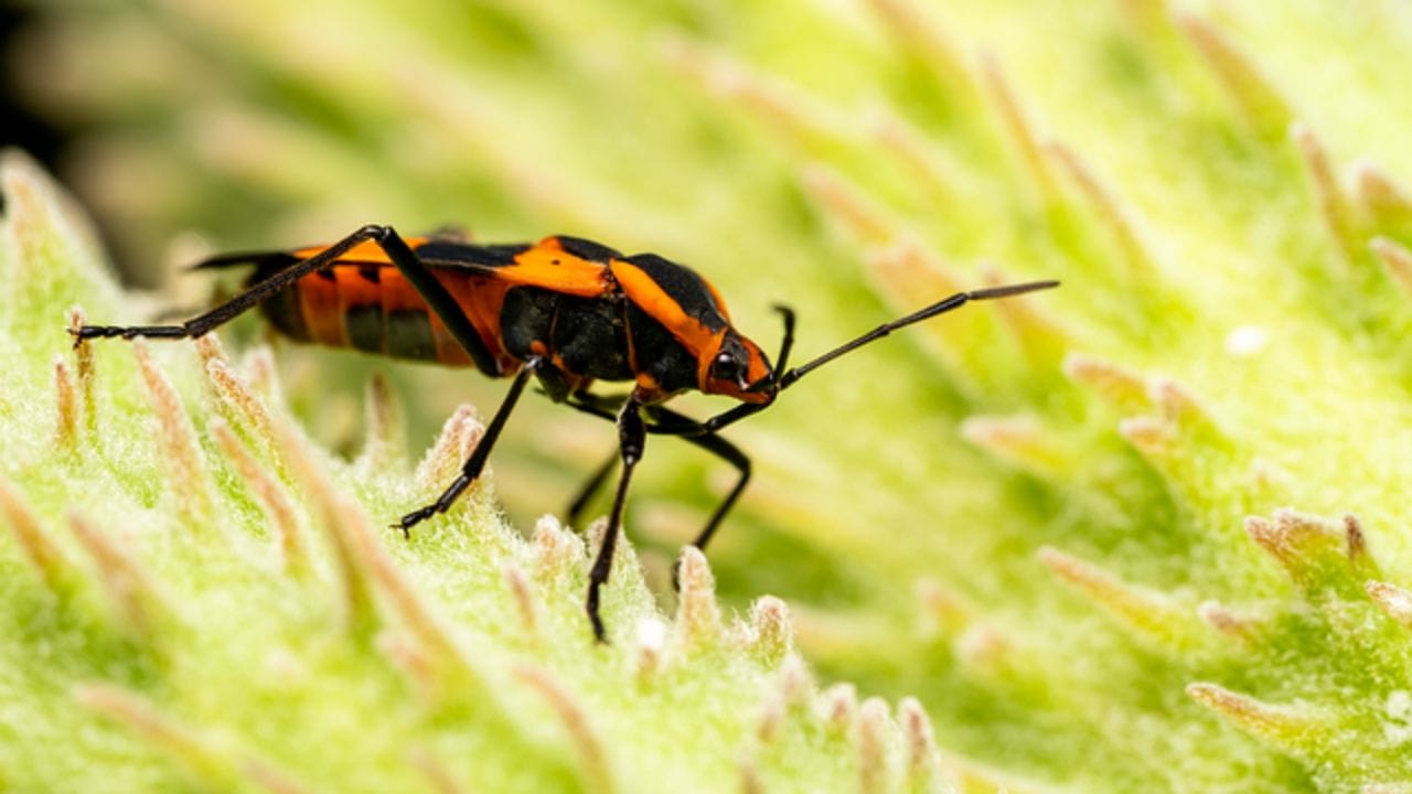 Researchers have sequenced the genome of the red milkweed beetle, revealing...