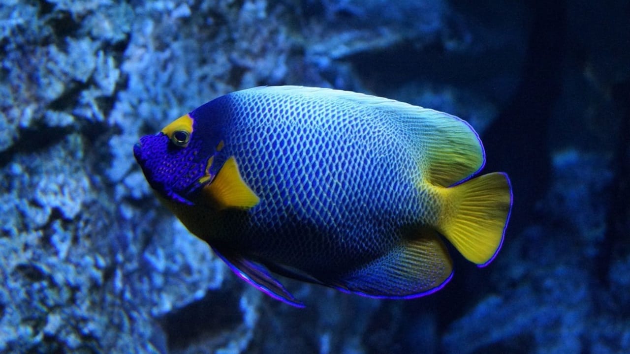 ICAR-CMFRI Achieves Breakthrough in Captive Breeding of High-Value ...