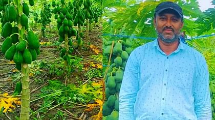 Assam Farmer’s Innovative Papaya Farming Earns Over Rs 60 Lakh Annually, Inspiring Fellow Farmers