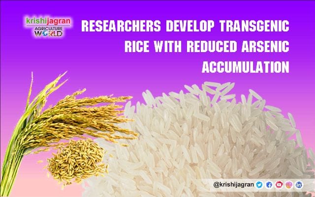Researchers develop transgenic rice with reduced Arsenic Accumulation