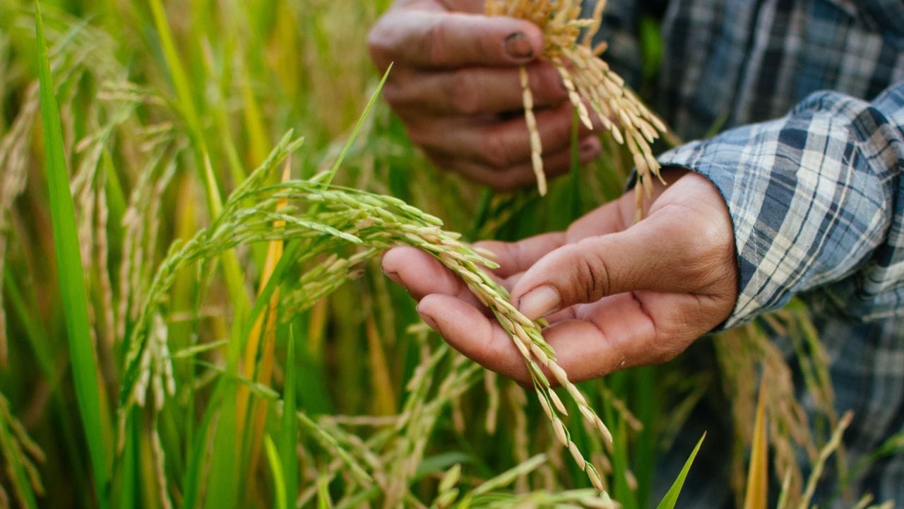 First Genome-Edited Rice Varieties: Why DRR Dhan 100 (Kamala) and Pusa ...