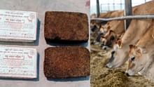Boost Milk Production and Animal Health in Dry Regions with Simple Feed Solutions