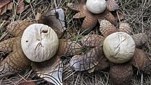 Rugda Mushroom: Jharkhand’s Hidden Forest Gem with the Power to Nourish and Enhance Farmers’ Income