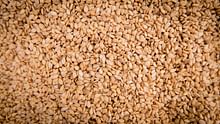 Gujarat’s Guj-Til Sesame Varieties: Your Key to Higher Yields, Better Oil, and Disease-Resistant Crops