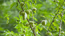 Smooth-Pit Peach: Ancient Himalayan Healer with Untapped Potential