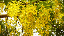 Cassia Fistula– Golden Shower Tree: A Mesmerizing Blend of Beauty, Culture, and Ecological Wonder