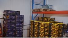 Government Invites Online Applications to Set Up Cold Chain Projects Under PMKSY