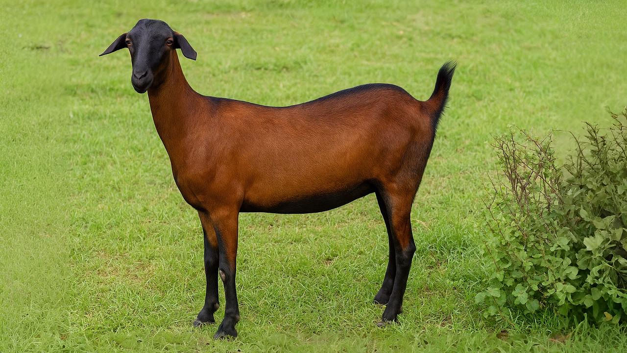 Anjori Goat: A Resilient and Profitable Indigenous Breed Empowering Chhattisgarh’s Farmers