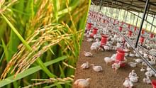 More Rice, Maize and Wheat In 2025, But Bird Flu, Trade Tensions & Extreme Weather Threaten Global Food Security: FAO
