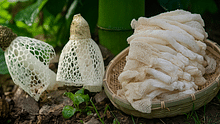 Bamboo Mushrooms: A High-Value Forest Treasure for Farmers, Profitable and Packed with Medicinal Power