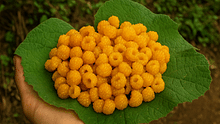 Hisalu: Golden Berry of the Hills- A Hidden Superfruit with Big Potential for Farmers