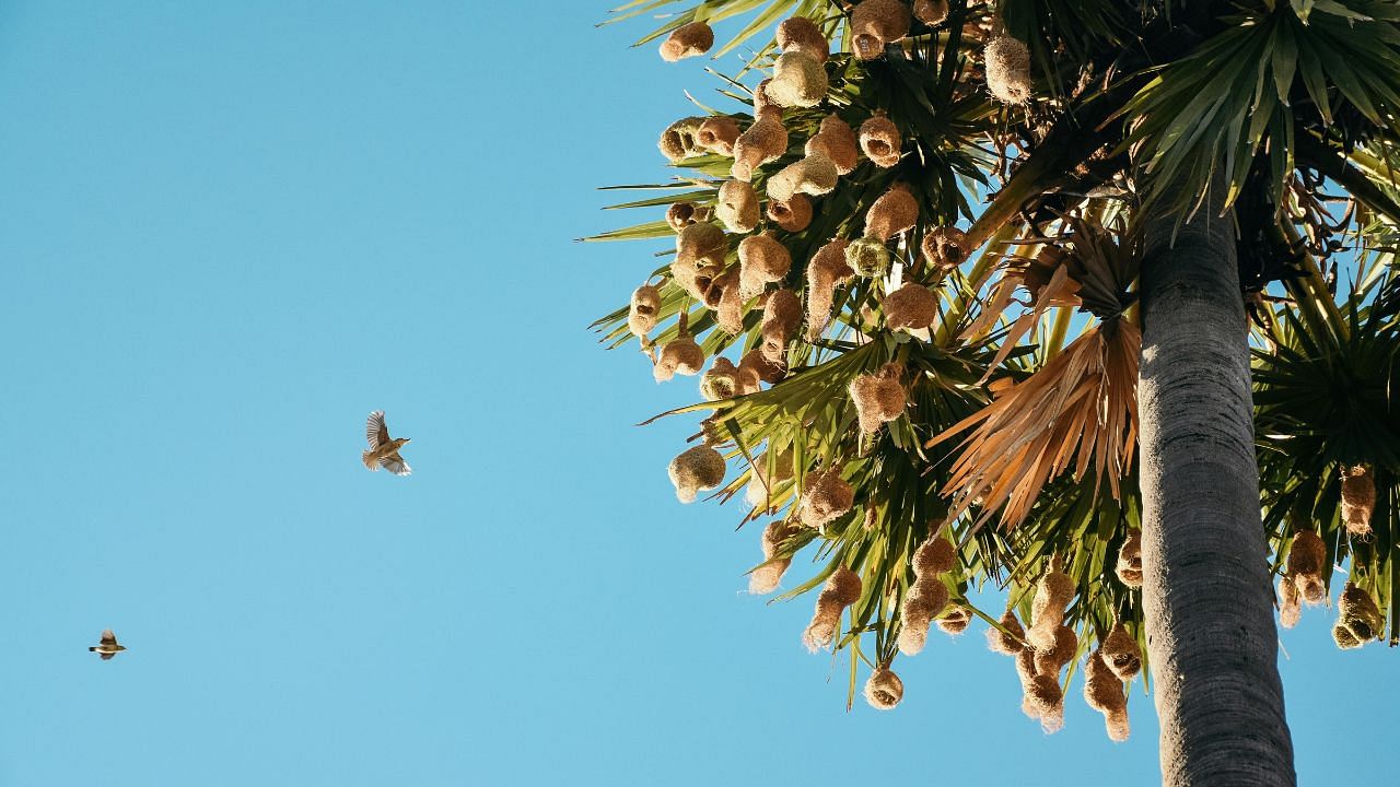 Palmyra Palm: A Resilient Tree for Farmers- Nutrition, Profit, and Sustainable Farming