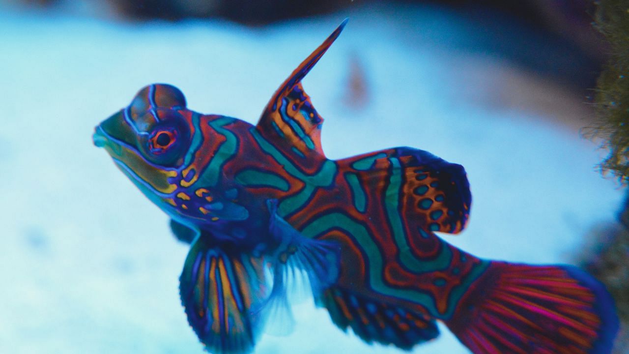 Mandarin Fish Farming: A Low-Cost, Profitable Opportunity for Small-Scale Ornamental Fish Farmers