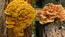 Laetiporus sulphureus: A Chicken-Tasting Mushroom with Medicinal Power and Market Potential