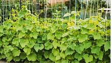 Haryana Govt Extends Deadline for Horticulture Crop Insurance Scheme; Farmers Can Apply Till July 31