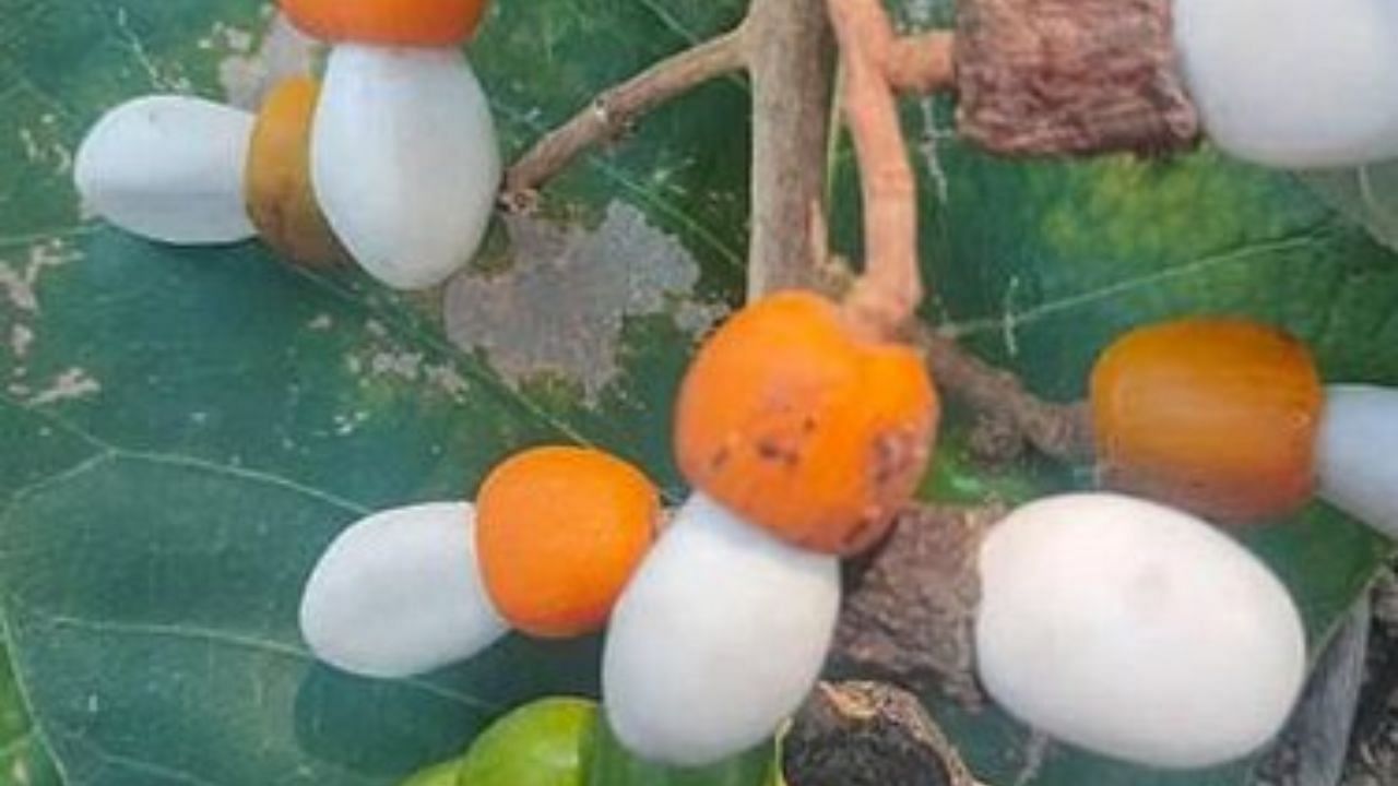 White Bilwa Farming: A Low-Cost, High-Value Option for Marginal Land Farmers