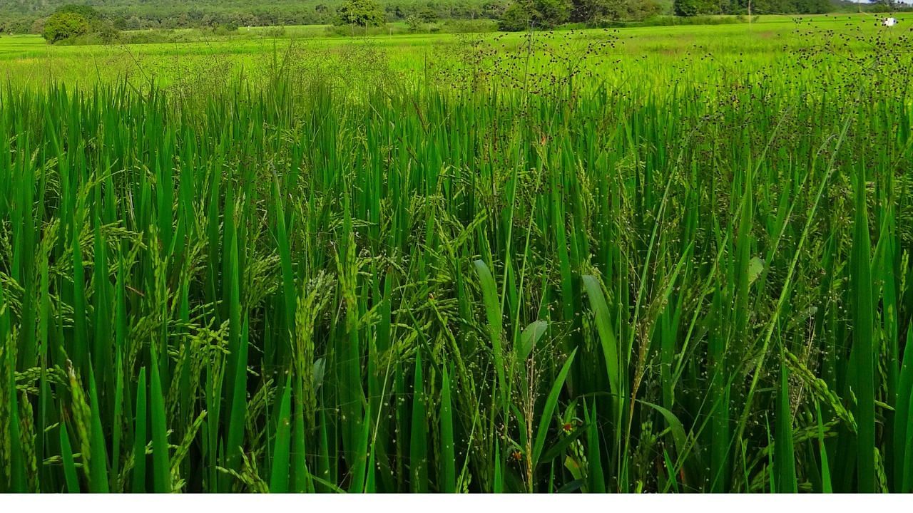 Rice Dwarfing Virus: PAU Issues Advisory to Punjab Farmers for Kharif 2025 Season