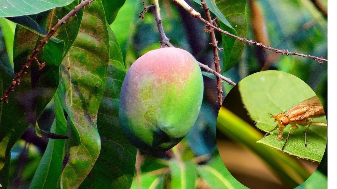 Mango Fly Insect Fruit Fly Attack in Mango: Natural Ways to Protect Your Crop