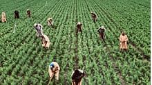 Building Climate-Resilient Agriculture: Empowering Indian Farmers for a Sustainable Future