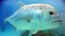 Giant Trevally Farming: A Profitable Coastal Aquaculture Opportunity for Indian Fish Farmers