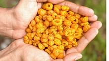 Hisalu: A Wild Himalayan Fruit That Could Boost Farmer Incomes and Fight Deadly Disease