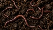 FAO Launches Global Soil Biodiversity Observatory to Protect Life below Ground