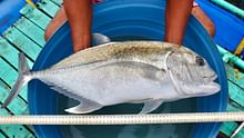 CMFRI's Giant Trevally Breeding Tech Ranks Among Top 5 National Fisheries Innovations