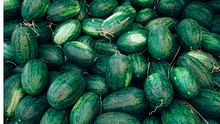 National Watermelon Day: Tips & Tricks to Find the Best Melon