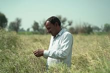 Celebrating National Mustard Day: Honouring a Crop That Powers Rural Prosperity