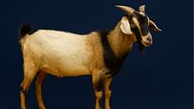 Teressa Goat: Low-Input, High-Return Indigenous Breed Securing Food and Income for Nicobari Farmers