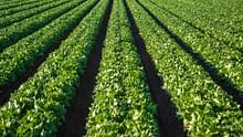 Odisha Govt Partners with ICRISAT to Pilot Farmer-Centric Carbon Market