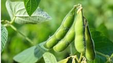 Swarna Vasundhara: A Nutritious, High-Value Vegetable Soybean for Coastal and Eastern India