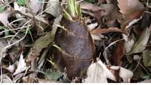 Bastenga and Kesei: Fermented Bamboo Shoot Treasures of Northeast India