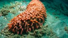 Sea Cucumber Farming: Boosting Coastal Incomes by Harnessing the Power of Nature’s Ocean Recyclers