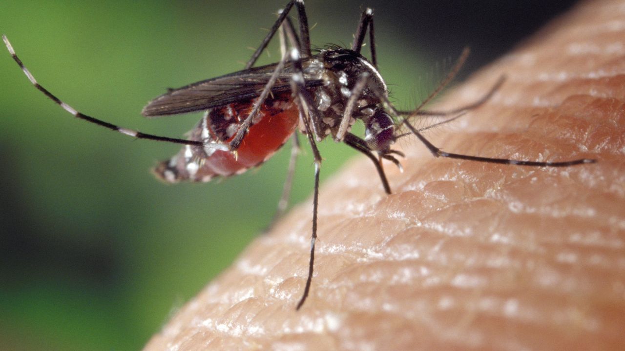 World Mosquito Day 2025: Remembering the Discovery That Changed Public Health Forever