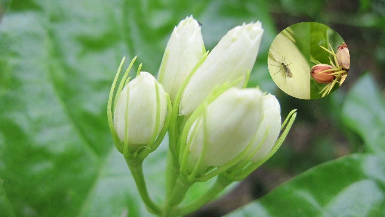 Scientists Discover New Blossom Midge Species Contarinia ecardiflores Threatening Jasmine Crops in India