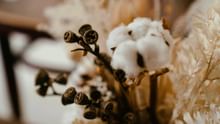 India’s Cotton Sector Under Strain: Subsidy Disparities, Shrinking Acreage, and Import Pressures