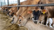 Govt Releases First-Ever Guidelines for Animal Blood Transfusion and Blood Banks in India