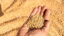 Centre Cuts Wheat Stock Limits for Traders, Retailers to Curb Hoarding, Stabilize Prices Ahead of Festive Season