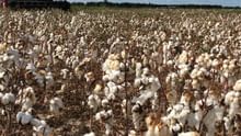 Government Extends Cotton Import Duty Exemption till Dec 31