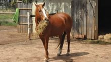 DAHD Rolls Out Revised Action Plan to Control Glanders in Equines