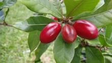 Miracle Fruit: A Sweet Opportunity for Farmers Looking to Stand Out